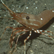 Image for article titled Shrimp Would Be Pissed If He Could See The Lame Party He’s Going To Be Served At